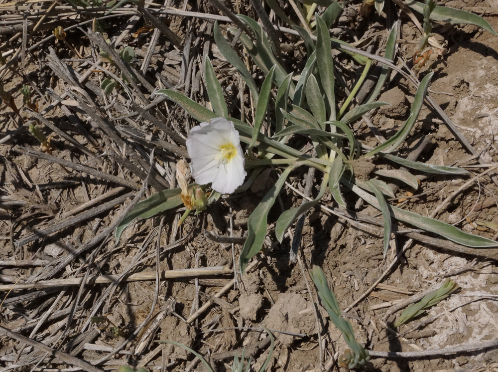 Изображение особи Convolvulus lineatus.