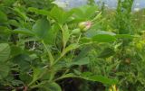 Rosa oxyodon