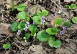 Viola palustris