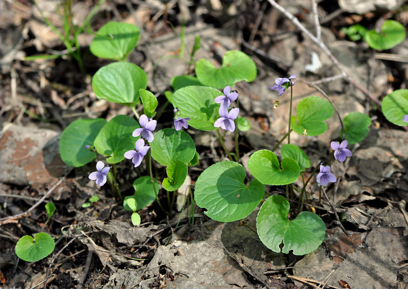 Изображение особи Viola palustris.