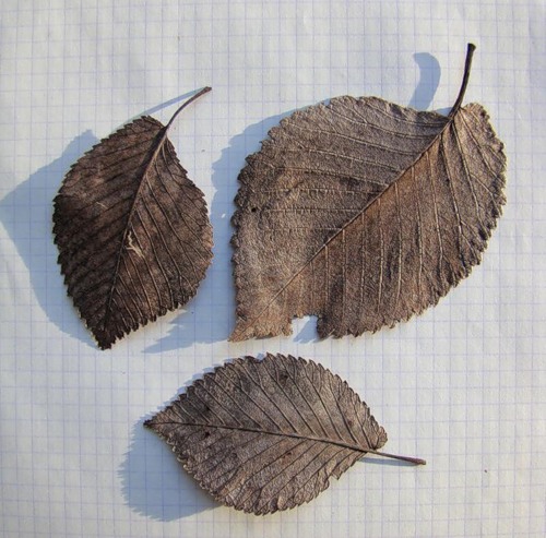 Image of Ulmus minor specimen.