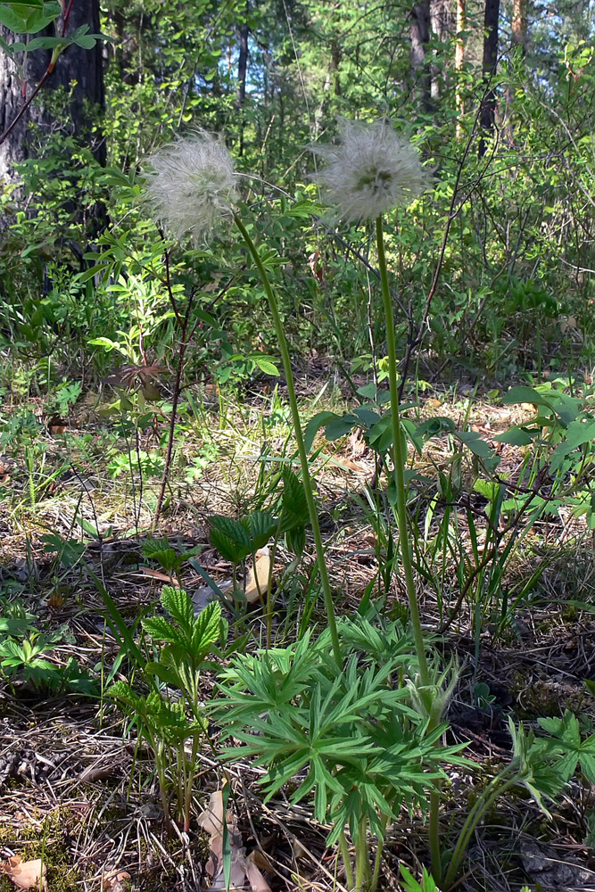 Изображение особи Pulsatilla uralensis.