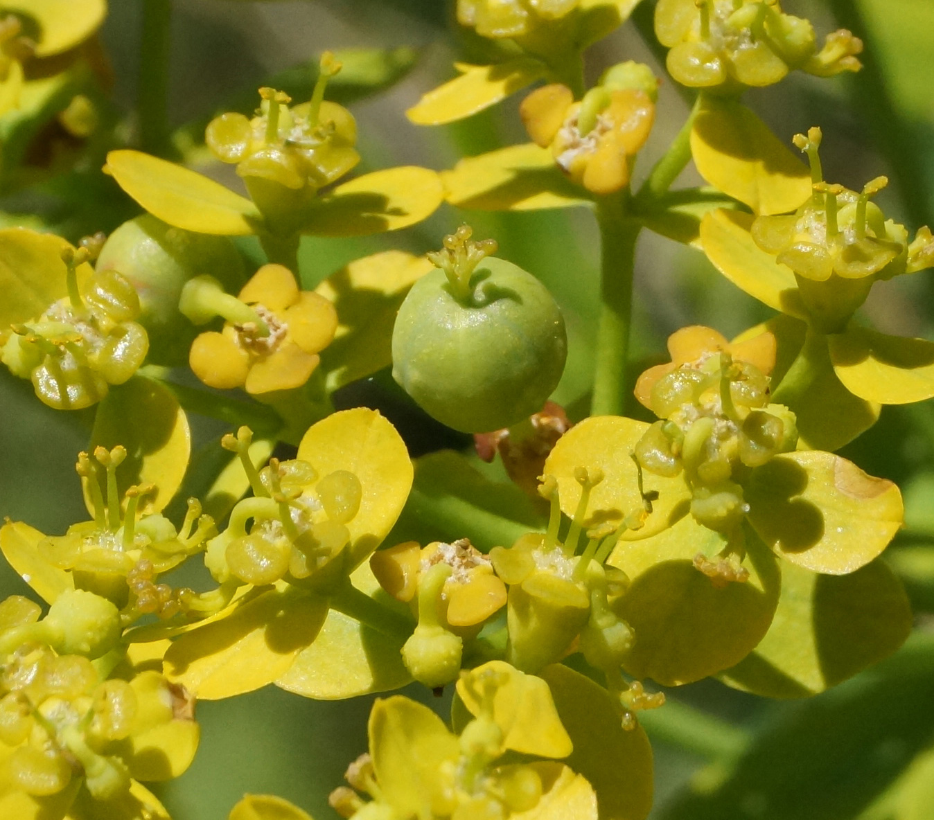 Изображение особи Euphorbia soongarica.