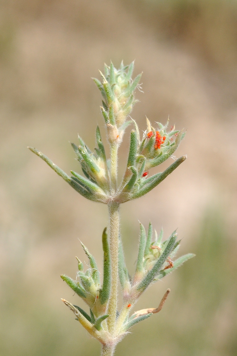 Image of Pyankovia brachiata specimen.