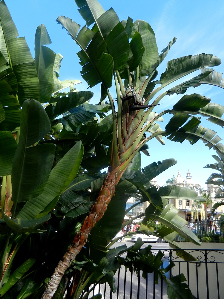 Image of Strelitzia nicolai specimen.