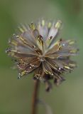 Bidens tripartita