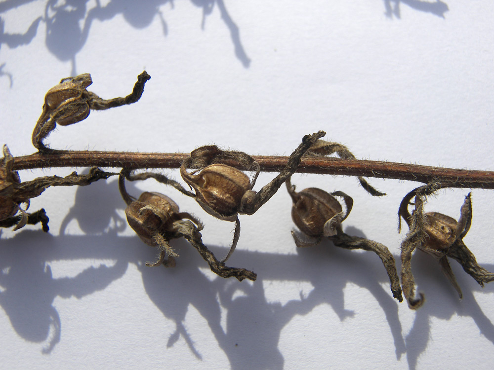 Image of Campanula leskovii specimen.