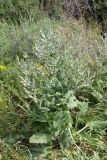 Salvia aethiopis. Цветущее растение. Южный Казахстан, Сырдарьинский Каратау, р-н перевала Куюк. 30.05.2015.