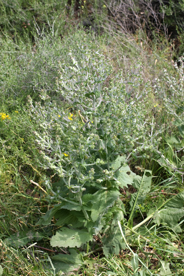 Image of Salvia aethiopis specimen.