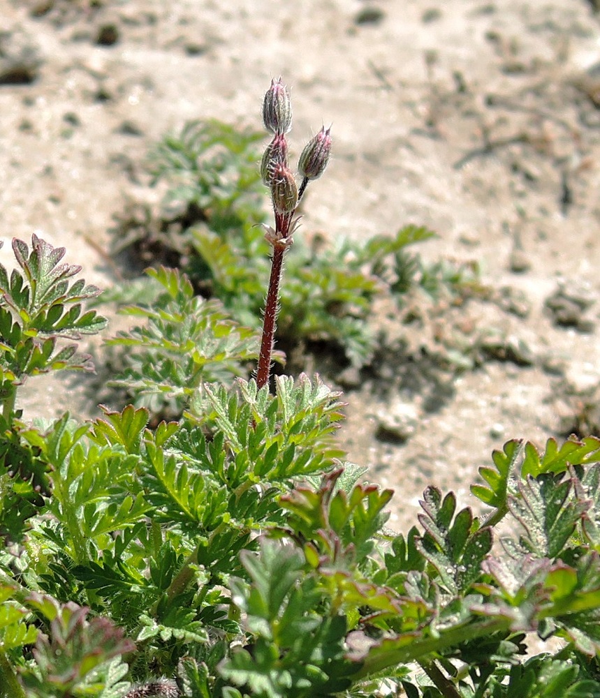 Изображение особи Erodium cicutarium.