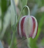 Fritillaria gussichiae