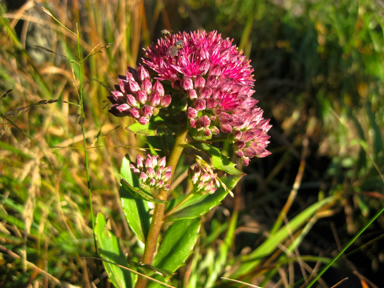 Изображение особи Hylotelephium triphyllum.