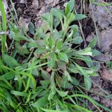 Myosotis sparsiflora. Цветущее растение (вид сверху). Московская обл., г. Электрогорск, пустырь в окр. ж.-д. станции. 17.04.2016.