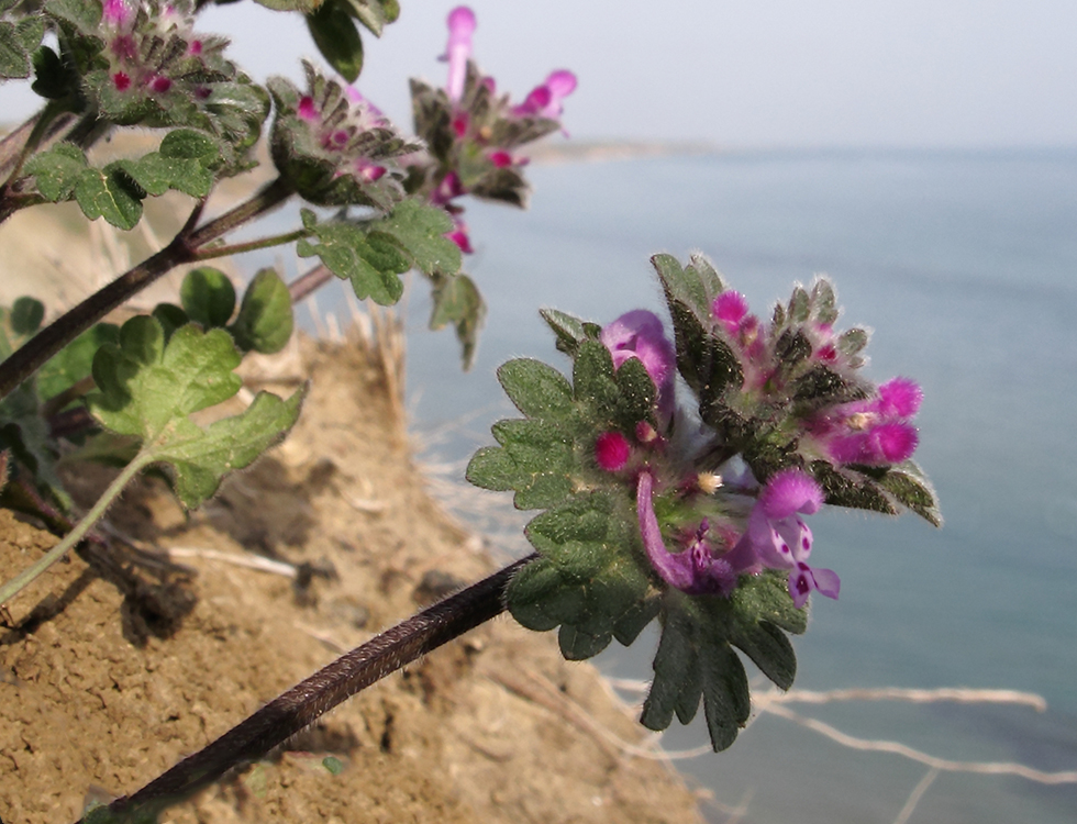 Image of Lamium amplexicaule specimen.