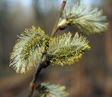 Salix cinerea. Мужские соцветия. Украина, Киев, заказник \"Лесники\", болото. 1 апреля 2007 г.