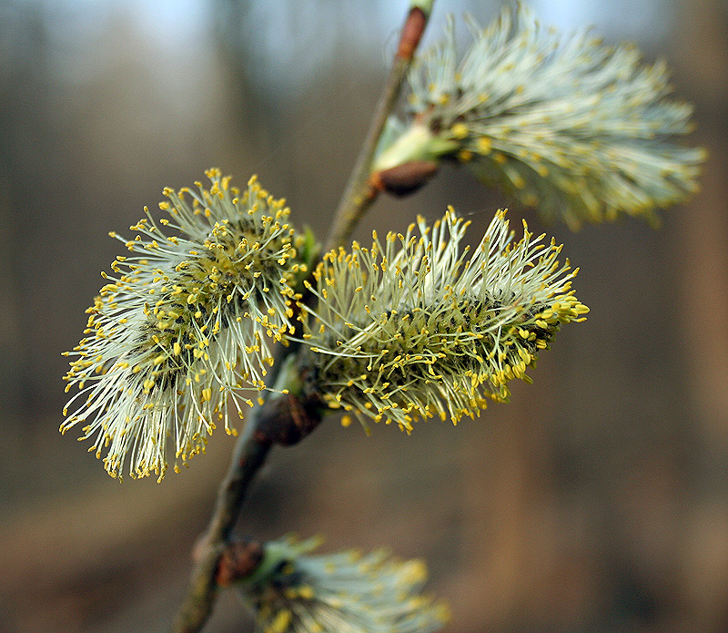 Изображение особи Salix cinerea.