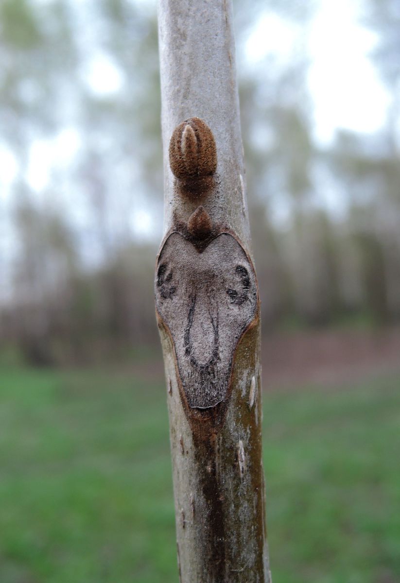 Image of Juglans mandshurica specimen.