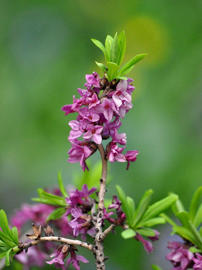 Изображение особи Daphne mezereum.