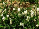 Astragalus marinus. Цветущие растения. Приморье, окр. г. Находка, приморский песчаный пляж. 06.06.2015.
