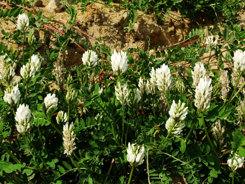 Изображение особи Astragalus marinus.