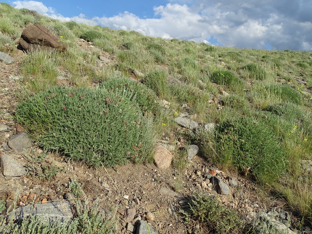 Image of Oxytropis hystrix specimen.