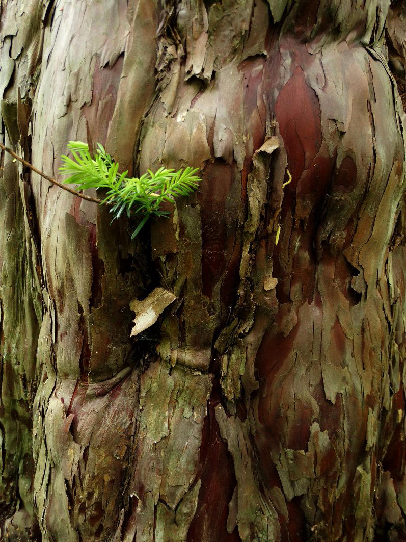 Изображение особи Taxus cuspidata.