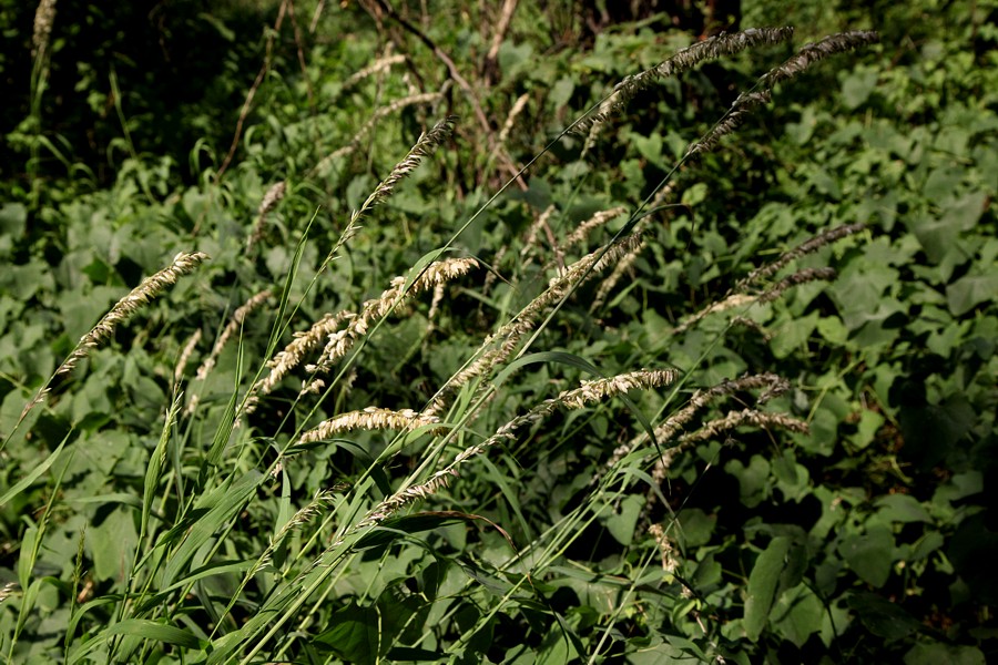 Image of Melica altissima specimen.