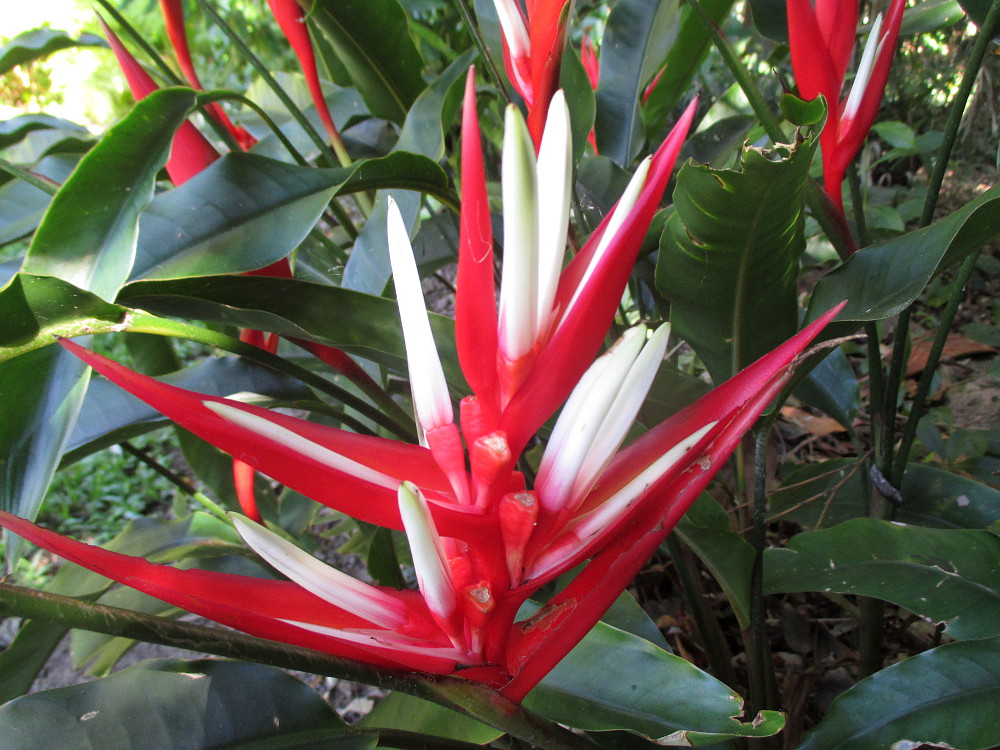 Image of Heliconia angusta specimen.
