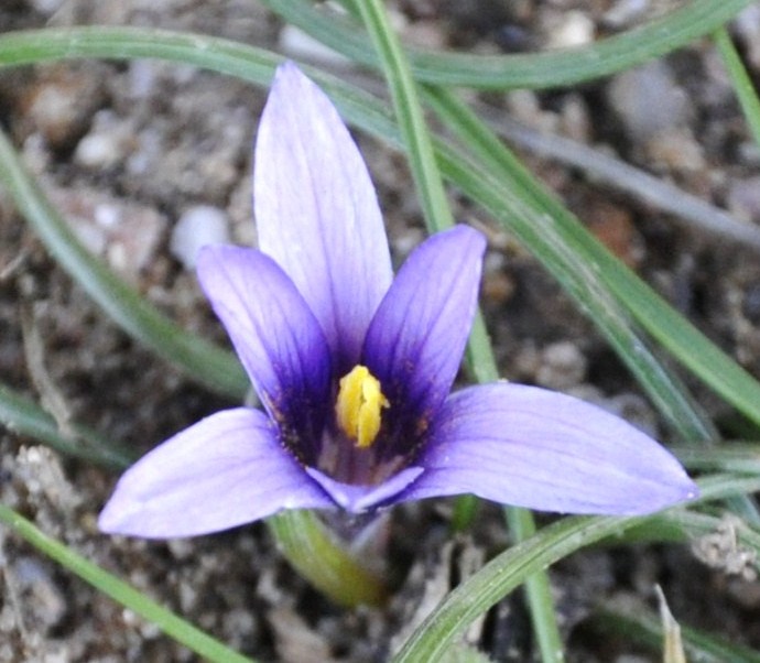 Image of Romulea columnae specimen.