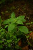 Mentha arvensis