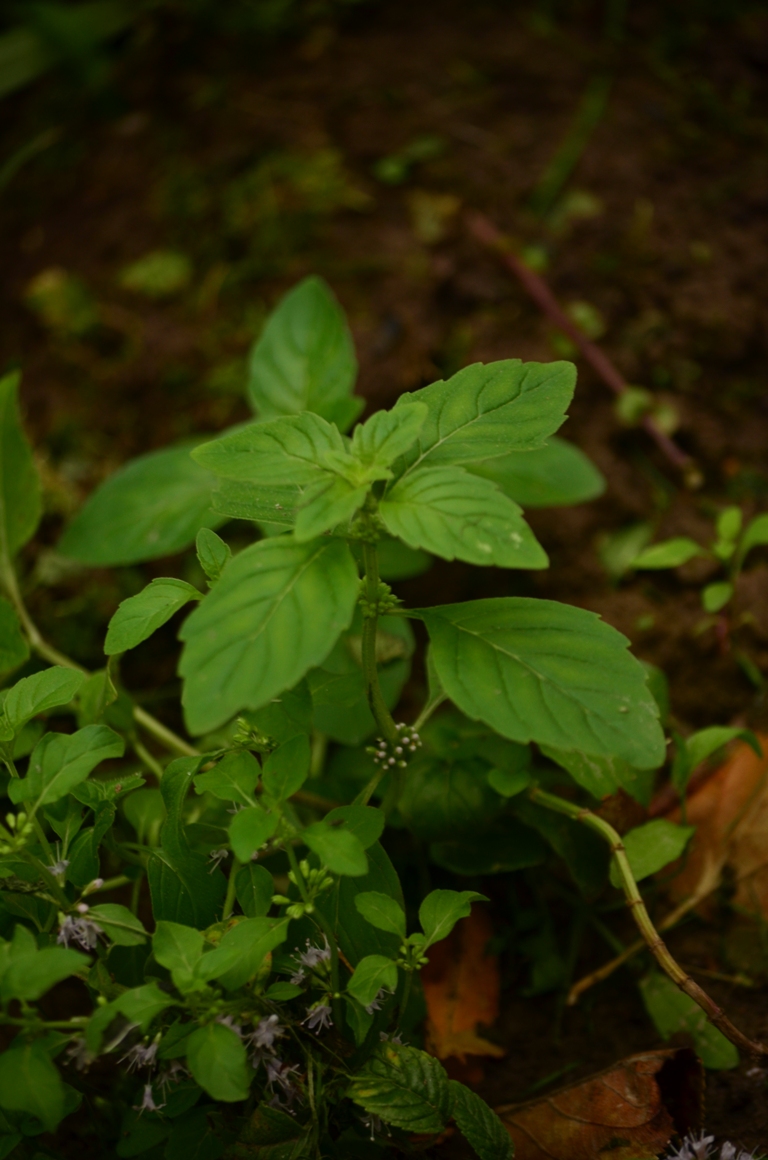 Изображение особи Mentha arvensis.