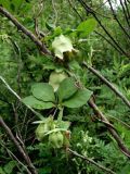 Codonopsis lanceolata. Часть побега с цветками и бутонами на ветви дерева. Приморье, окр. г. Находка, на лесной поляне. 19.08.2016.