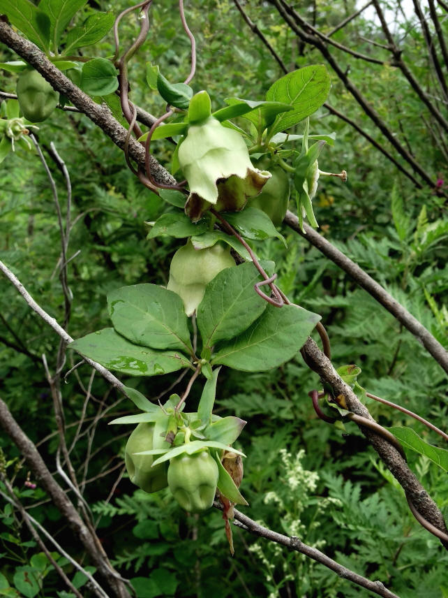 Изображение особи Codonopsis lanceolata.