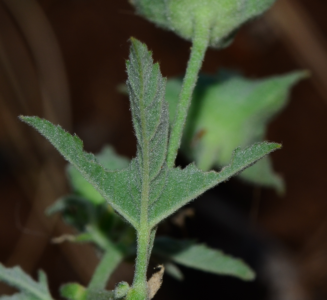 Image of Malva punctata specimen.