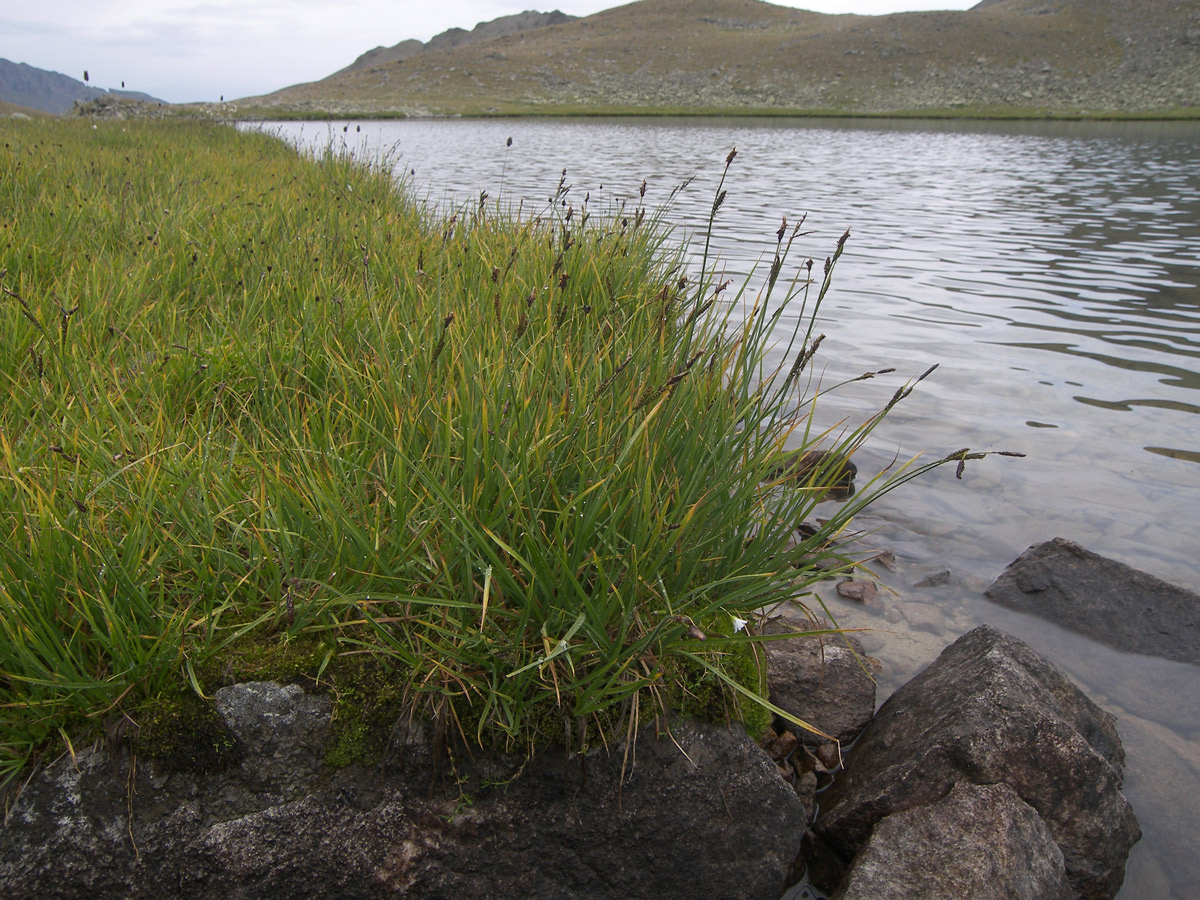 Изображение особи Carex transcaucasica.