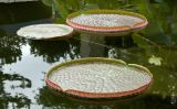 Victoria amazonica