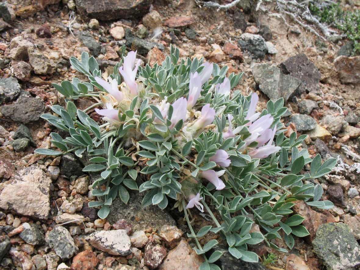 Image of Astragalus borodinii specimen.