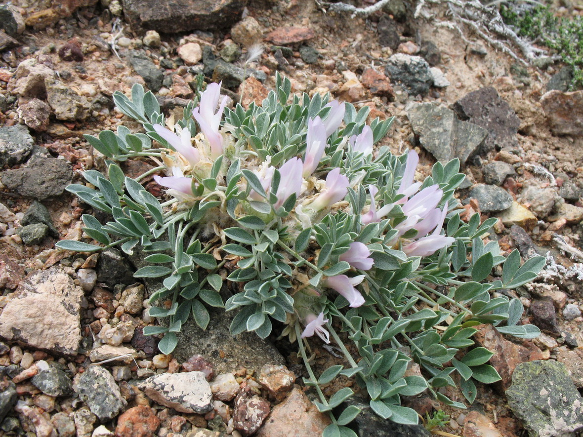 Изображение особи Astragalus borodinii.