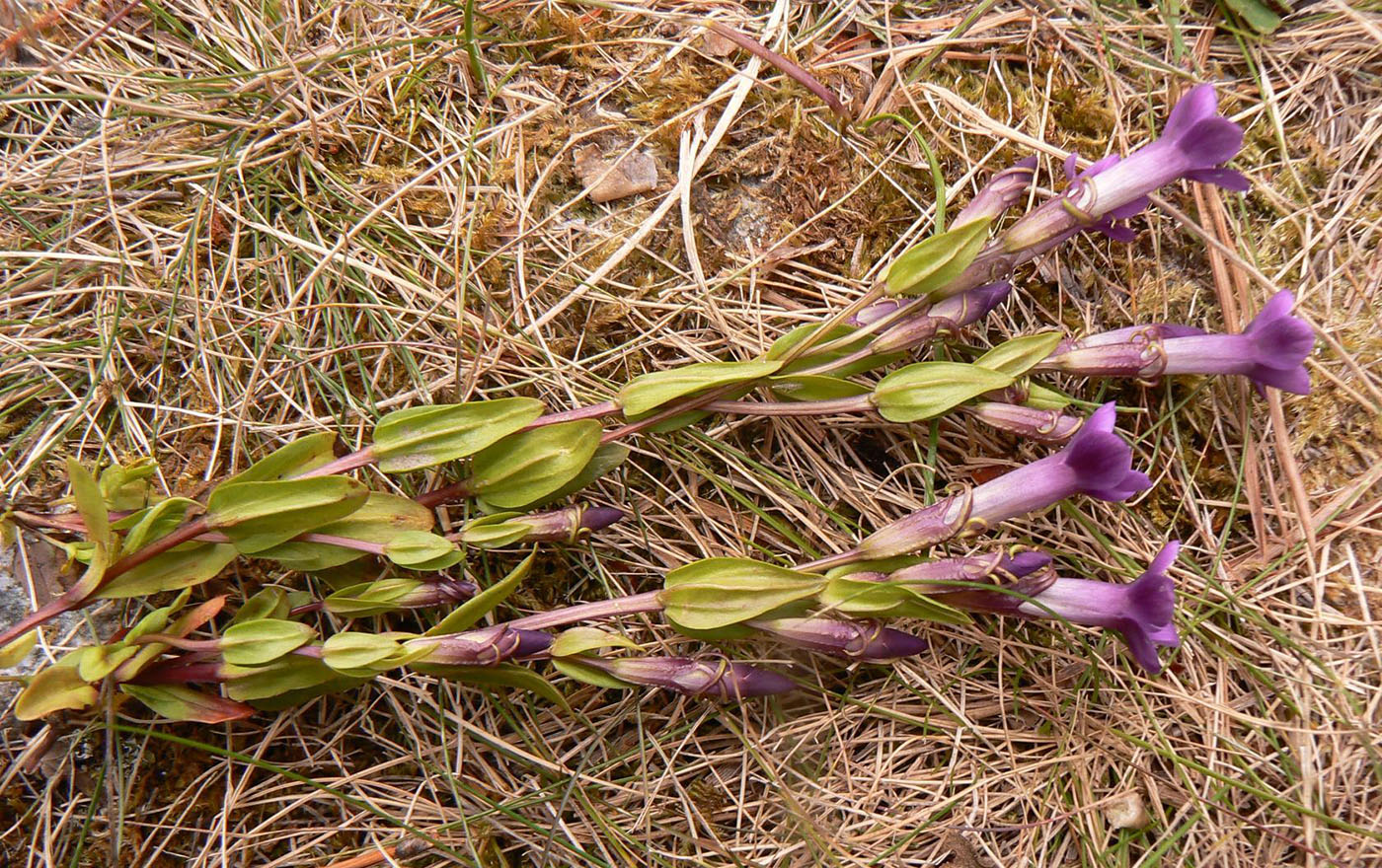 Изображение особи Gentianella caucasea.