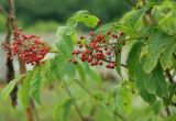 Sambucus miquelii