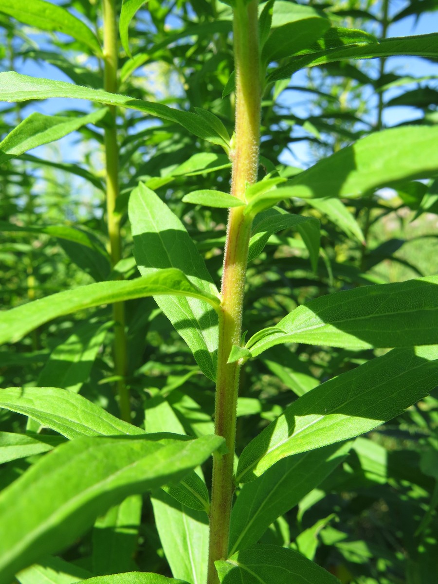 Изображение особи Solidago canadensis.