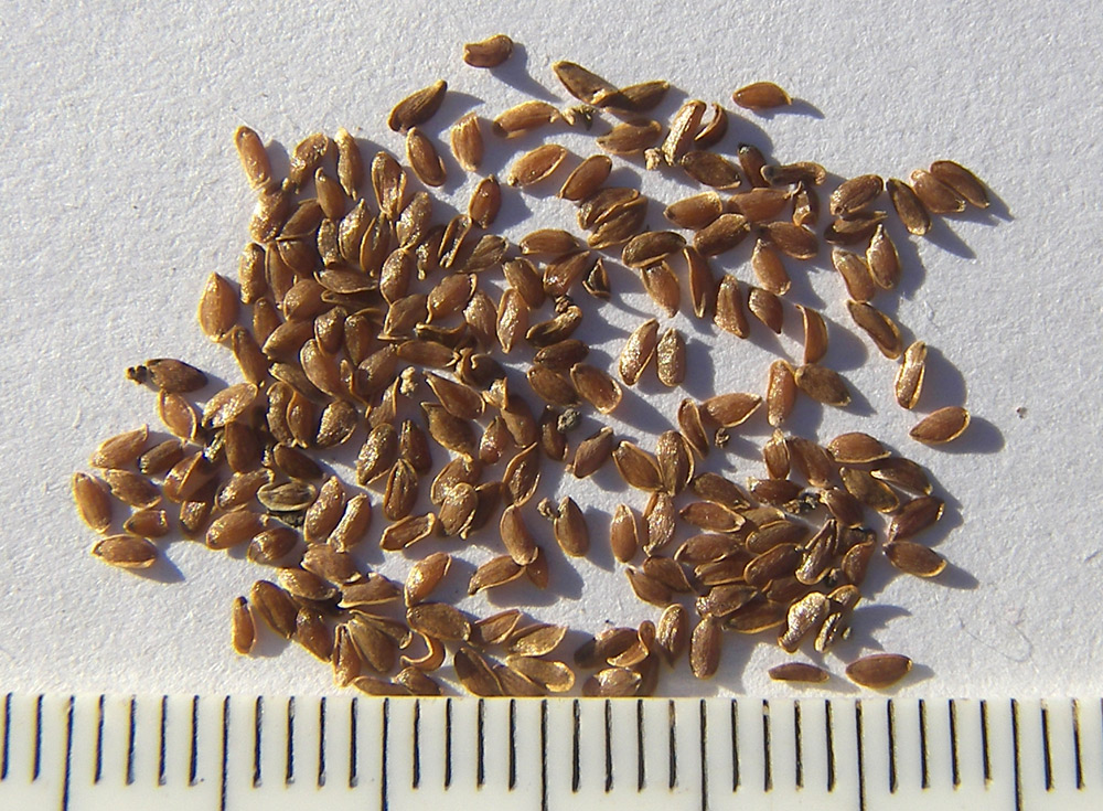 Image of Campanula latifolia specimen.