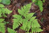 Gymnocarpium dryopteris. Вайя в каплях воды после дождя. Ленинградская обл., Всеволожский р-н, окр. пос. Куйвози, смешанный лес. 22.05.2016.