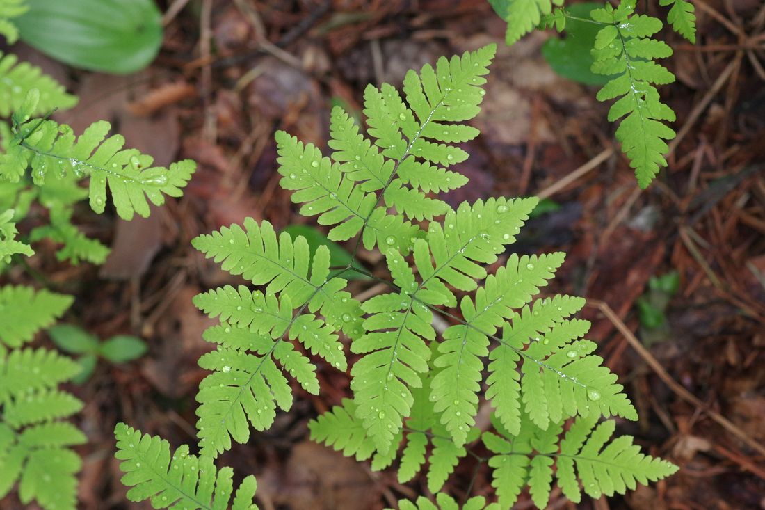 Изображение особи Gymnocarpium dryopteris.