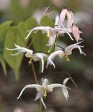 Epimedium leptorrhizum