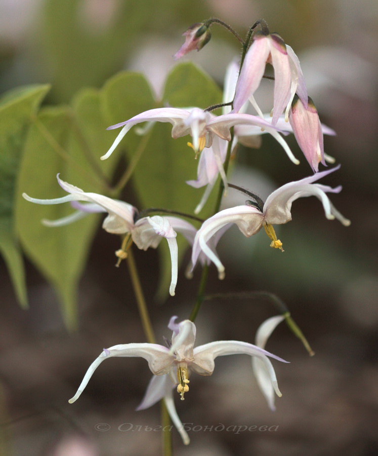 Image of Epimedium leptorrhizum specimen.