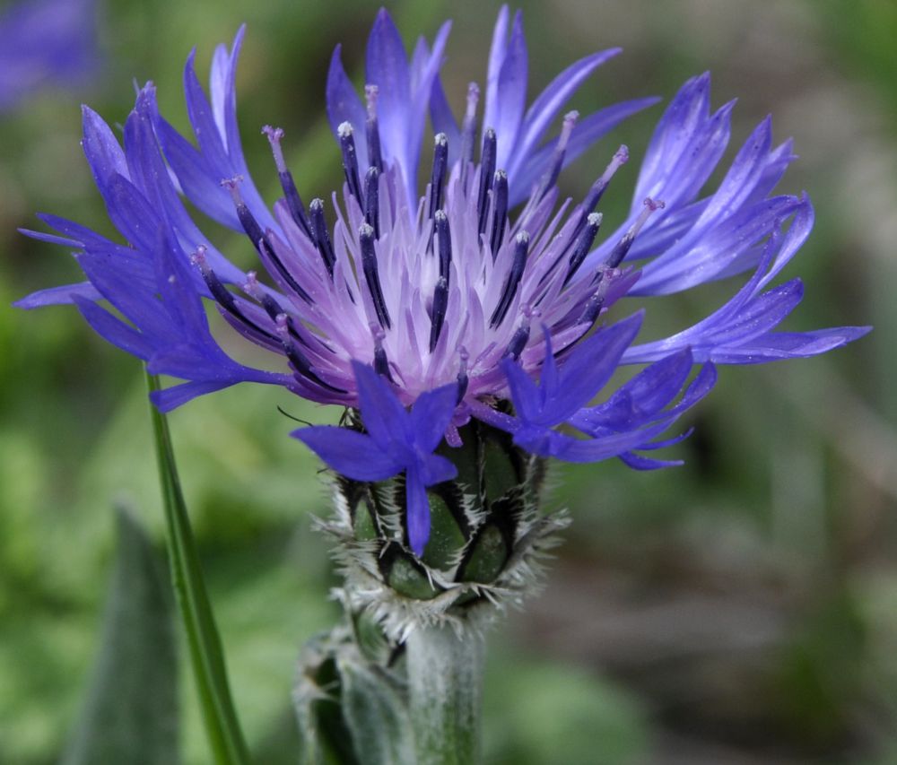 Изображение особи Centaurea pichleri.