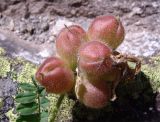 Astragalus oreades
