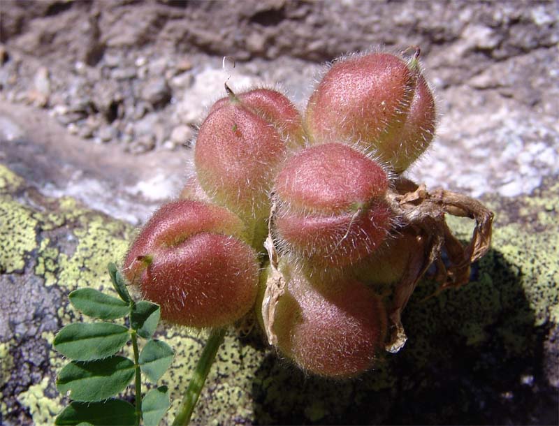 Изображение особи Astragalus oreades.