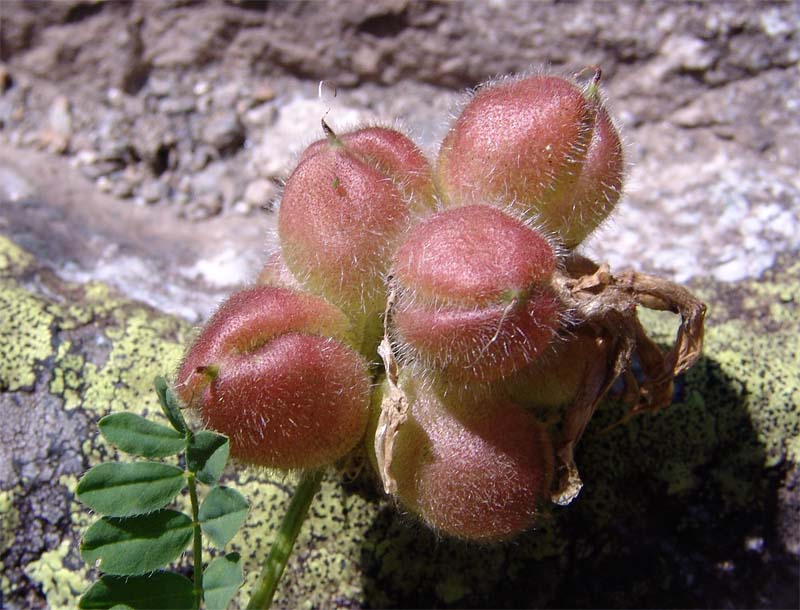 Image of Astragalus oreades specimen.